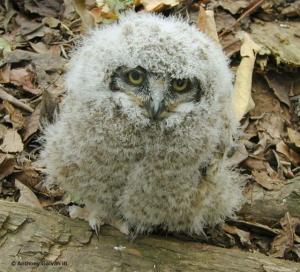 owlet