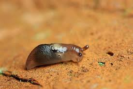 tiny slug
