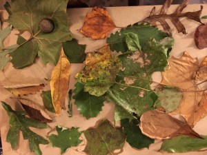 Our leaf collage