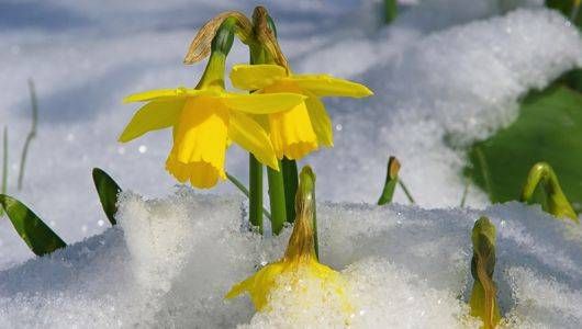 snow daffodil large.jpg.560x0_q80_crop-smart